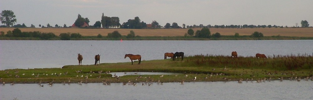 \"Bild
